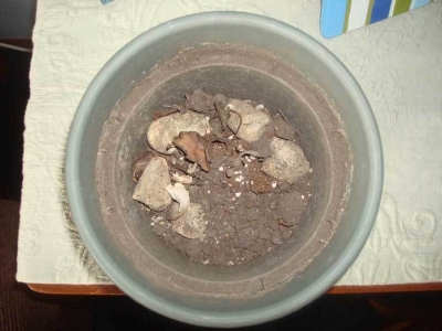 What to do with a dead plant?