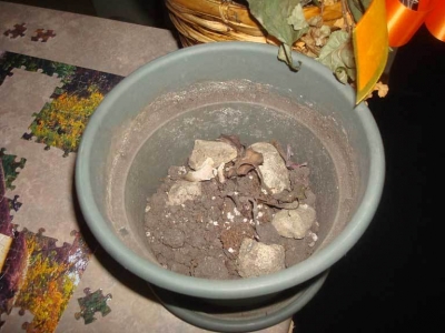 Here it is next to our most recent failed plant purchase.