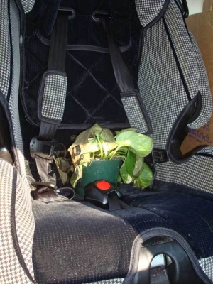 The car seat provided a facade of safety.