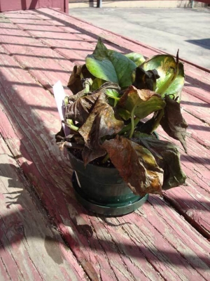 This is he, out on the porch getting some less-concentrated rays.