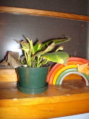 The windowsill that was his home for several months.