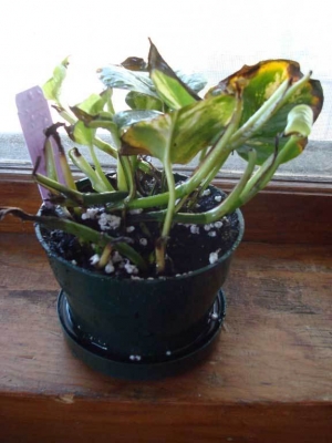 The windowsill again.  This is in Schaumburg.