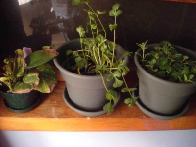 We got him some friends because he looked lonely. They all died.