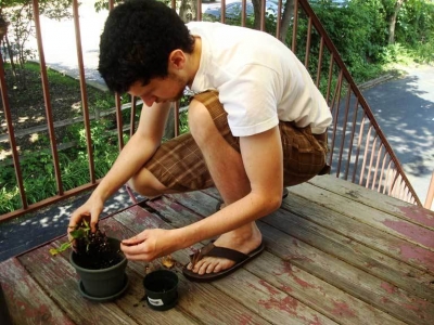 Relocating the plant from his little pot to a new, bigger pot.