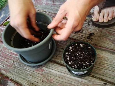 Getting the soil in nicely.