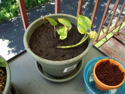 Here he is in his new pot.  This would be his home until his untimely demise.