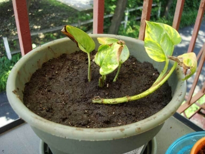 I think he looks comfy.