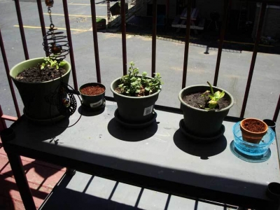 The plant and his remaining friends on the porch.