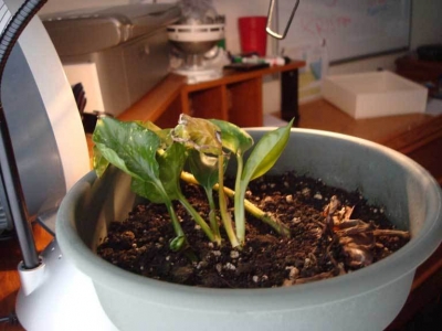 The plant and his new surroundings.