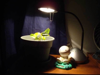 At night, he was kept company by my desk lamp and a creepy but cute smiling thing.