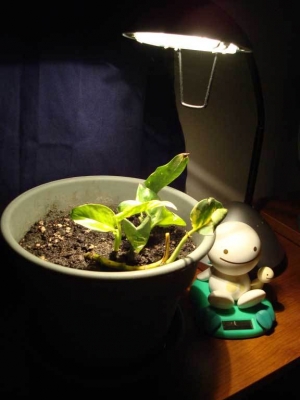 The smiley guy gently rocks his head in sunlight.