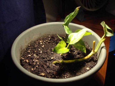 It seems like a nice enough home.