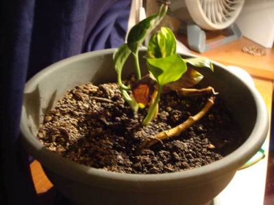 Another picture.  Some leaves died.  No new leaves formed.