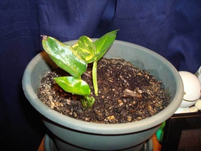 The plant after some leaves died.