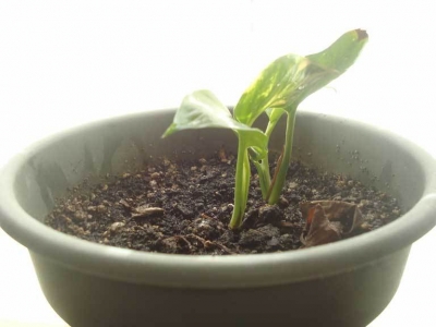 Daytime with the window open.  Eventually he would go into the light, so to speak.