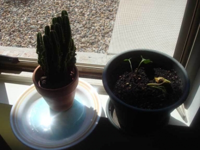 The cactus fared wonderfully!  It lives still.