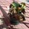 This is he, out on the porch getting some less-concentrated rays.