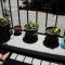 The plant and his remaining friends on the porch.