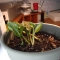 The plant and his new surroundings.