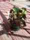This is he, out on the porch getting some less-concentrated rays.