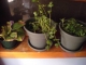We got him some friends because he looked lonely. They all died.