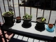The plant and his remaining friends on the porch.