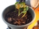 Here he is in his new home by my college.  There was a fair amount of sunlight... not as much as on the porch.