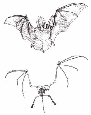bat skeleton