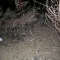 dig site dig site