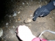 digging