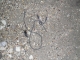 cord