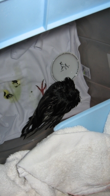 Love and Poo...Green Poo