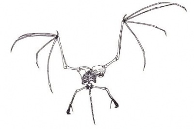 bat vs skeleton.jpg