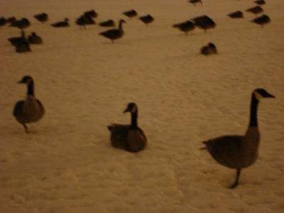 Team Andrew -- Wild Card 5