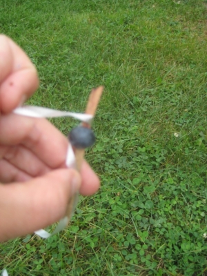 recruitment of the blueberry