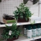 More Fake Plants!