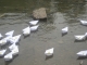 the naval fleet