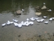 They start to float away