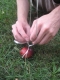 harnessing the plum