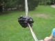 blackberry reinforcements