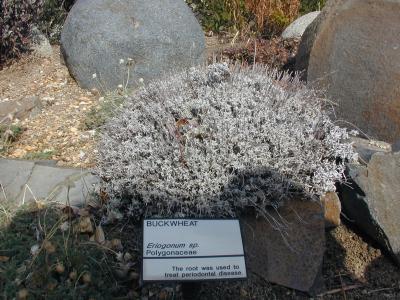 Buckwheat Buckwheat