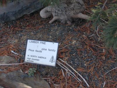 Pine Pine