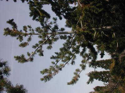 view of limber pine