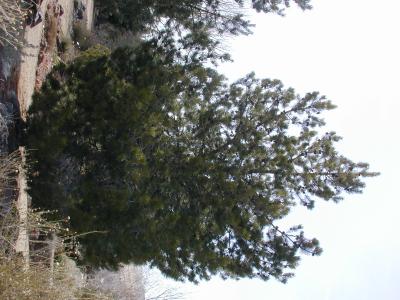 lodgepole pine lodgepole pine
