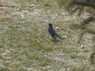 BIRD