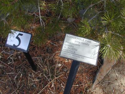 lodgepole pine