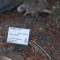 Pine