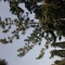 view of limber pine