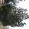 lodgepole pine
