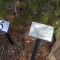 lodgepole pine